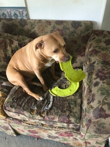 Poor Essie's frisbee finally broke