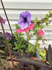 One of my hanging baskets